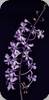 Vanda coerulescens x Holcoglossum subulifolium